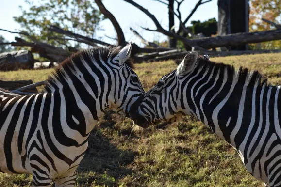 Kasyno Hot Line Wsparcie